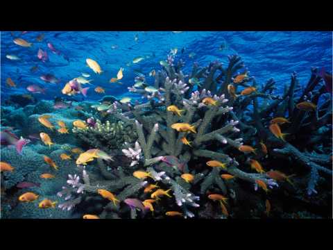 'Massive' Coral Reef Discovered In Australia