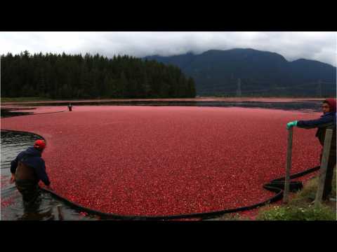 Ocean Spray Hires Seasonal Employees To Keep Up With Booming Demand