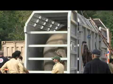 Mammoth move: Workers prepare for Pakistan elephant's long trip after Cher campaign