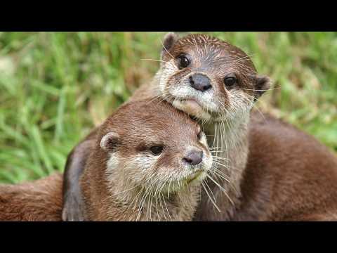 Flipper Flop? Otters' 'Manhood' Bone Suffering From Dirty Water