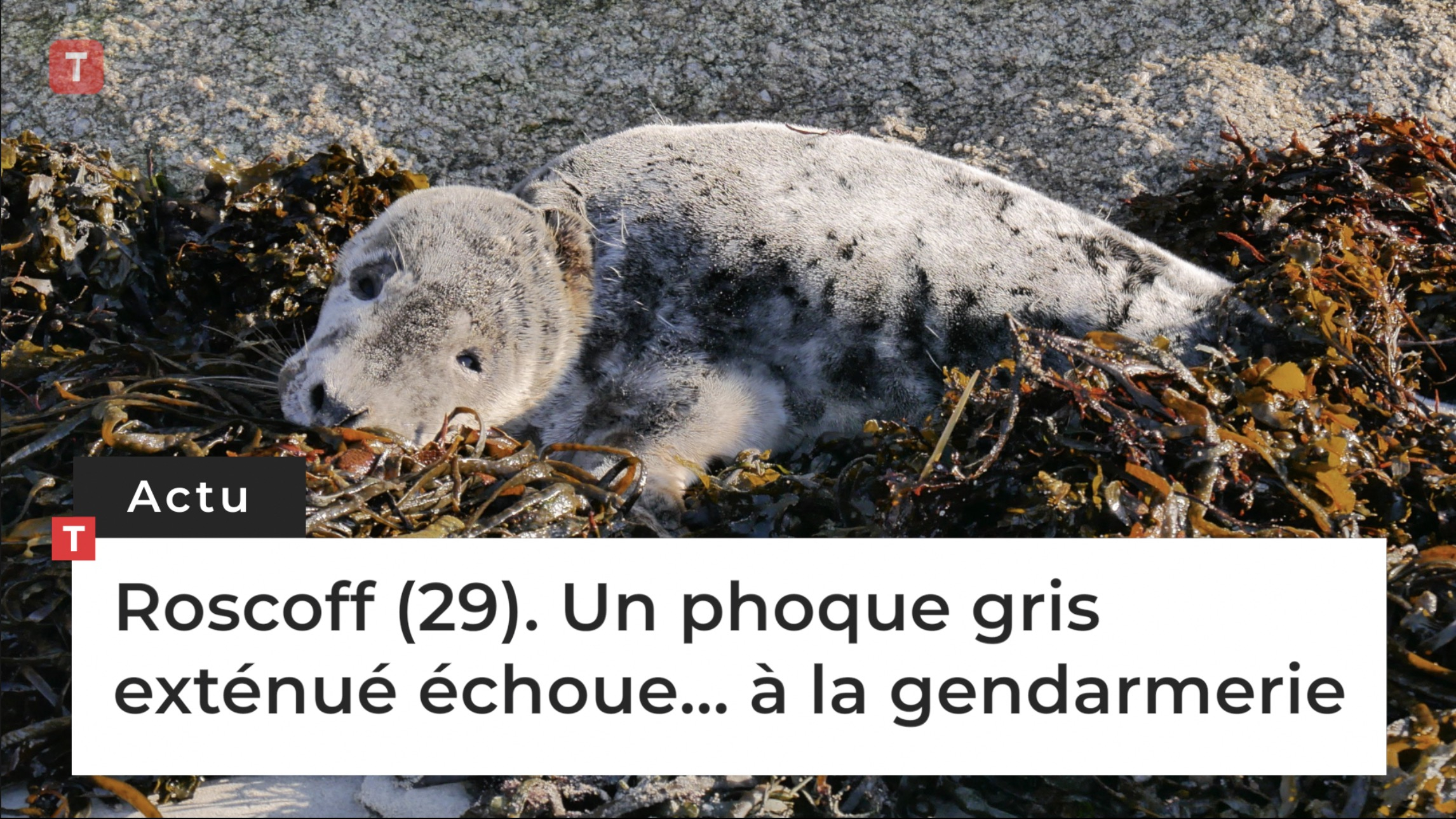 Roscoff (29). Un phoque gris exténué échoue… à la gendarmerie (Le Télégramme)