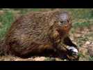 Female Mongooses' Mating Behavior Rivals That Of Any Reality Show Housewife