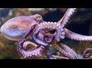 How Octopuses Taste Things Just By Touching Them