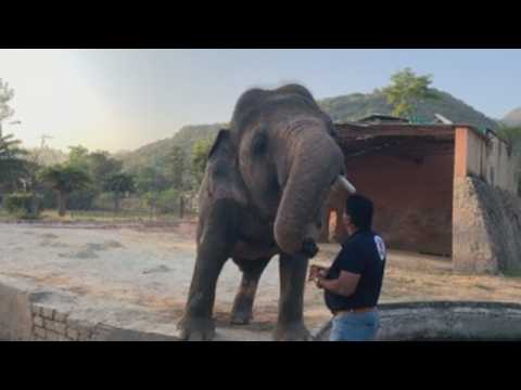 With Sinatra beats, Elephant Kaavan readies for freedom from Pakistani zoo