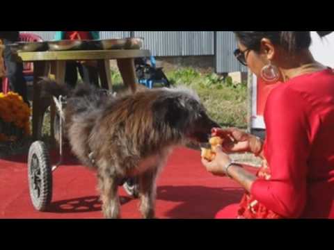 Hindus in Nepal celebrate the second day of Diwali by worshipping dogs