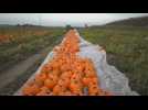 Pumpkin harvest in Mutterstadt, Germany
