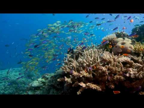 Great Barrier Reef's corals in steep decline