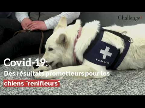 Covid-19: Des résultats prometteurs pour les chiens "renifleurs"