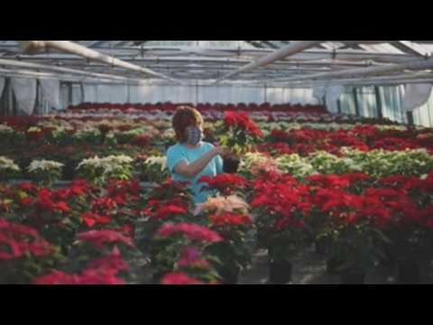 Czech Republic gears up for the holidays with Christmas plants