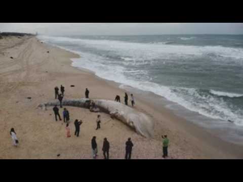 Dead whale lands on Israeli coast