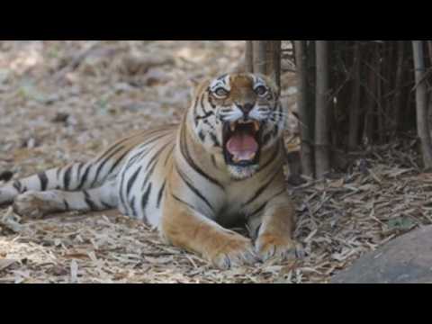 India's Bhopal zoo marks World Wildlife Day