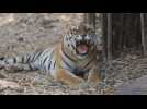 India's Bhopal zoo marks World Wildlife Day
