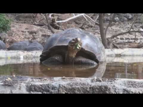 Galapagos Islands, home to giant tortoises