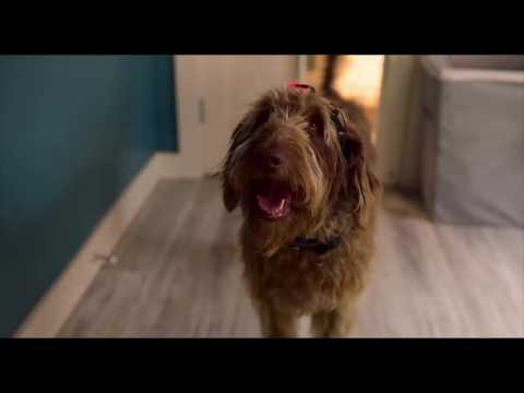 Think Like a Dog - Bande annonce 1 - VO - (2019)