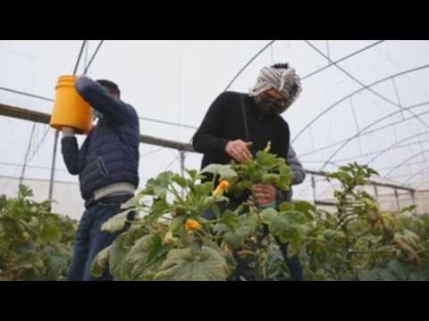 Palestinian farmers collect vegetables