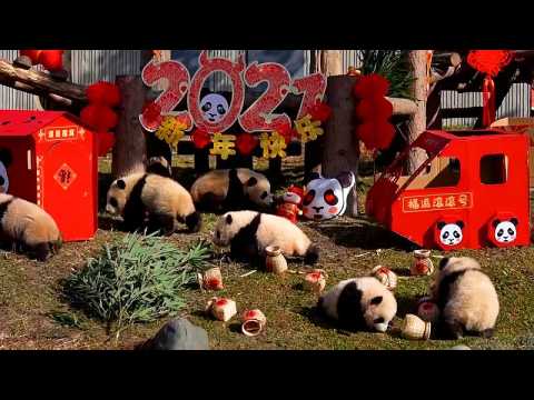 These baby pandas will make your Chinese New year