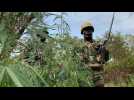 Senegalese army seizes cannabis fields and rebel forest bases