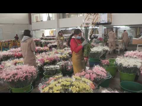 Colombian flowers travel for Valentine's Day
