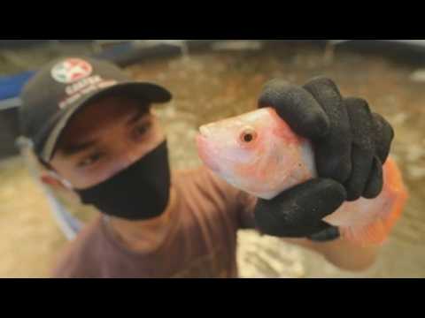 Fish farming in Indonesia