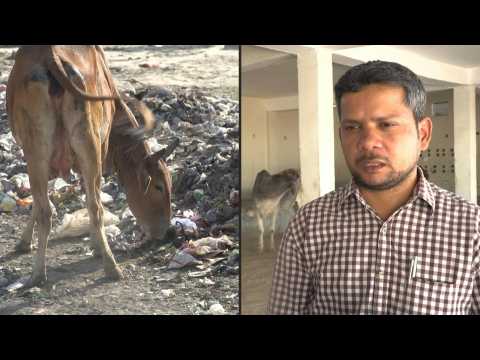 Vets extract 71kg of waste found in stray Indian cow's stomach