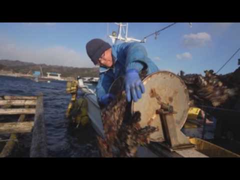 Nearly ten years after Fukushima Daiichi meltdowns, Japanese oyster farms restore normalcy