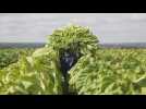 Tobacco harvest season begins in Zimbabwe