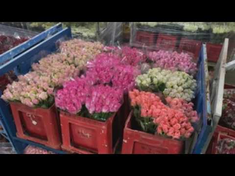 Johannesburg flower auction house prepared for Valentine's Day