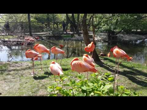 Visite au parc zoologique Pairi Daiza en Belgique