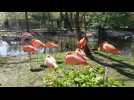 Visite au parc zoologique Pairi Daiza en Belgique