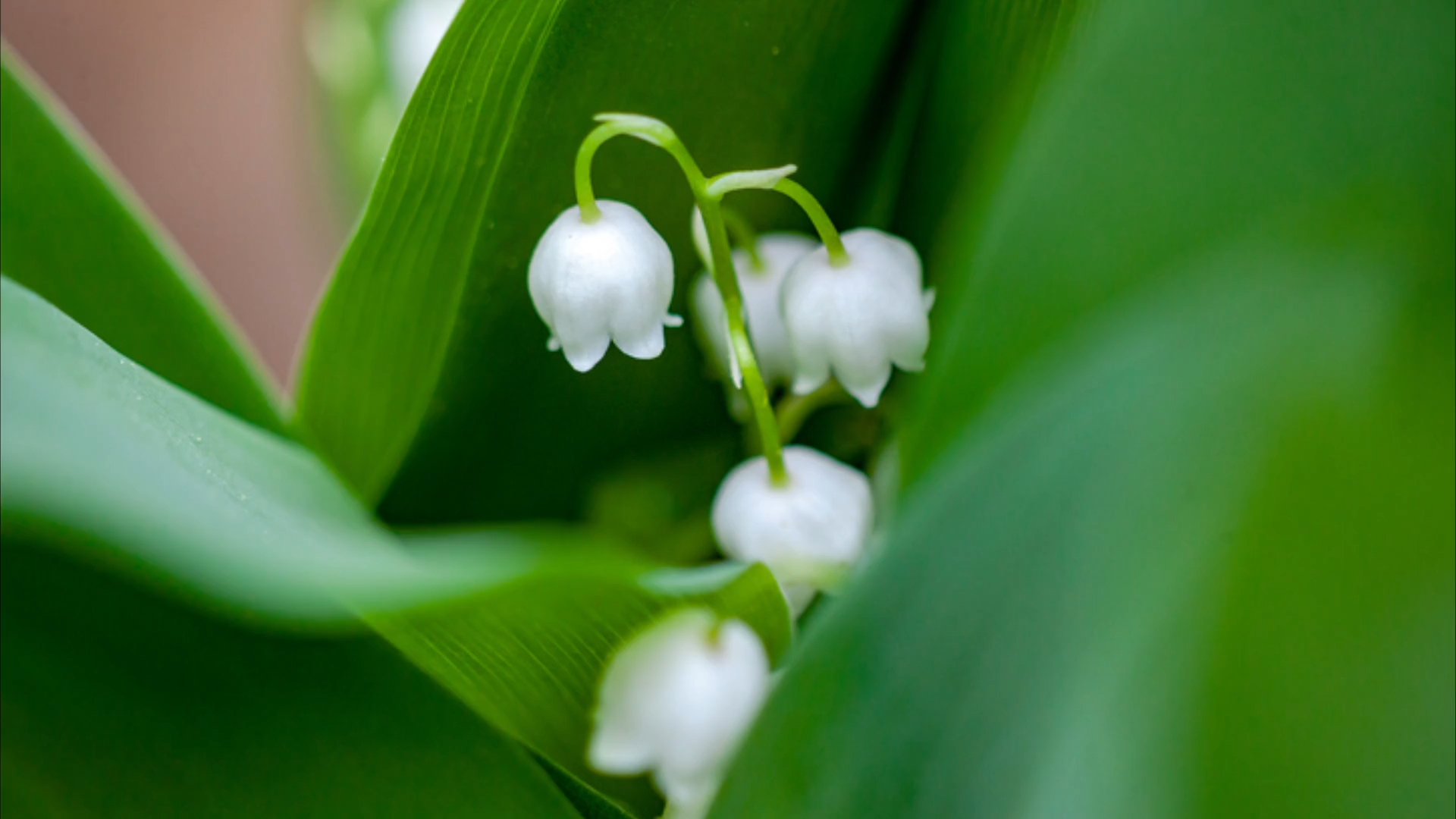 5 Choses Que Vous Ne Savez Peut Etre Pas Sur Le Muguet Du 1er Mai