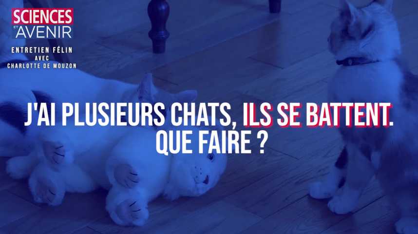 Mes Chats Se Battent Que Faire Sciences Et Avenir