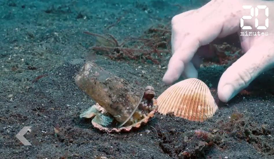 Le Rewind: Indénosie: Il sauve une pieuvre coincée dans un gobelet en plastique