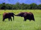 Safari-croisière en Afrique Australe : 4 minutes en vidéo au milieu des animaux