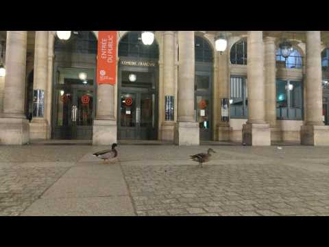 Paris ducks enjoy a night out as lockdown keeps humans indoors