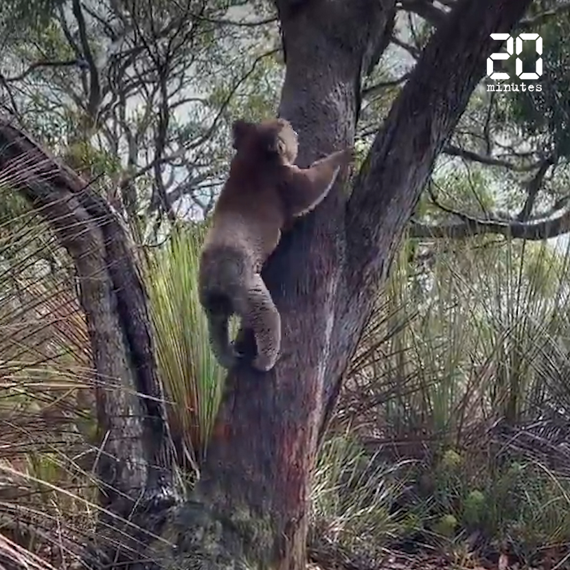 Incendies en Australie : Des koalas sauvés des récents feux de forêt retrouvent leur liberté