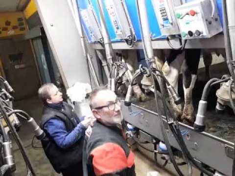 Etienne Koch. L'histoire captivante d'un homme et de ses vaches, à la traite du matin