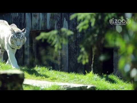 Voici les bébés tigres blancs du zoo d’Amnéville