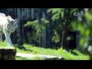 Voici les bébés tigres blancs du zoo d’Amnéville