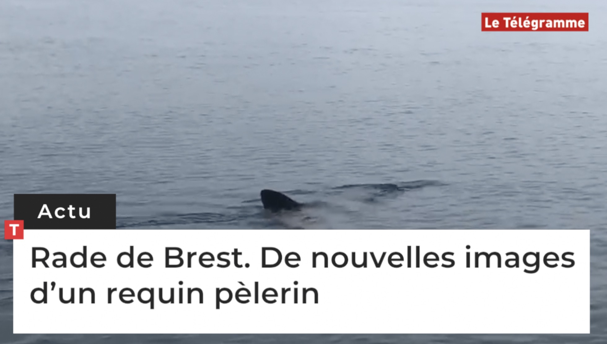 Rade de Brest. De nouvelles images d’un requin pèlerin  (Le Télégramme)
