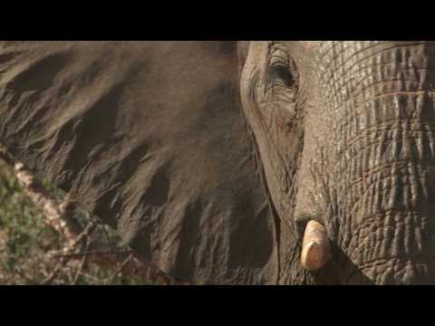 South African wildlife tourism industry hit hard by travel ban