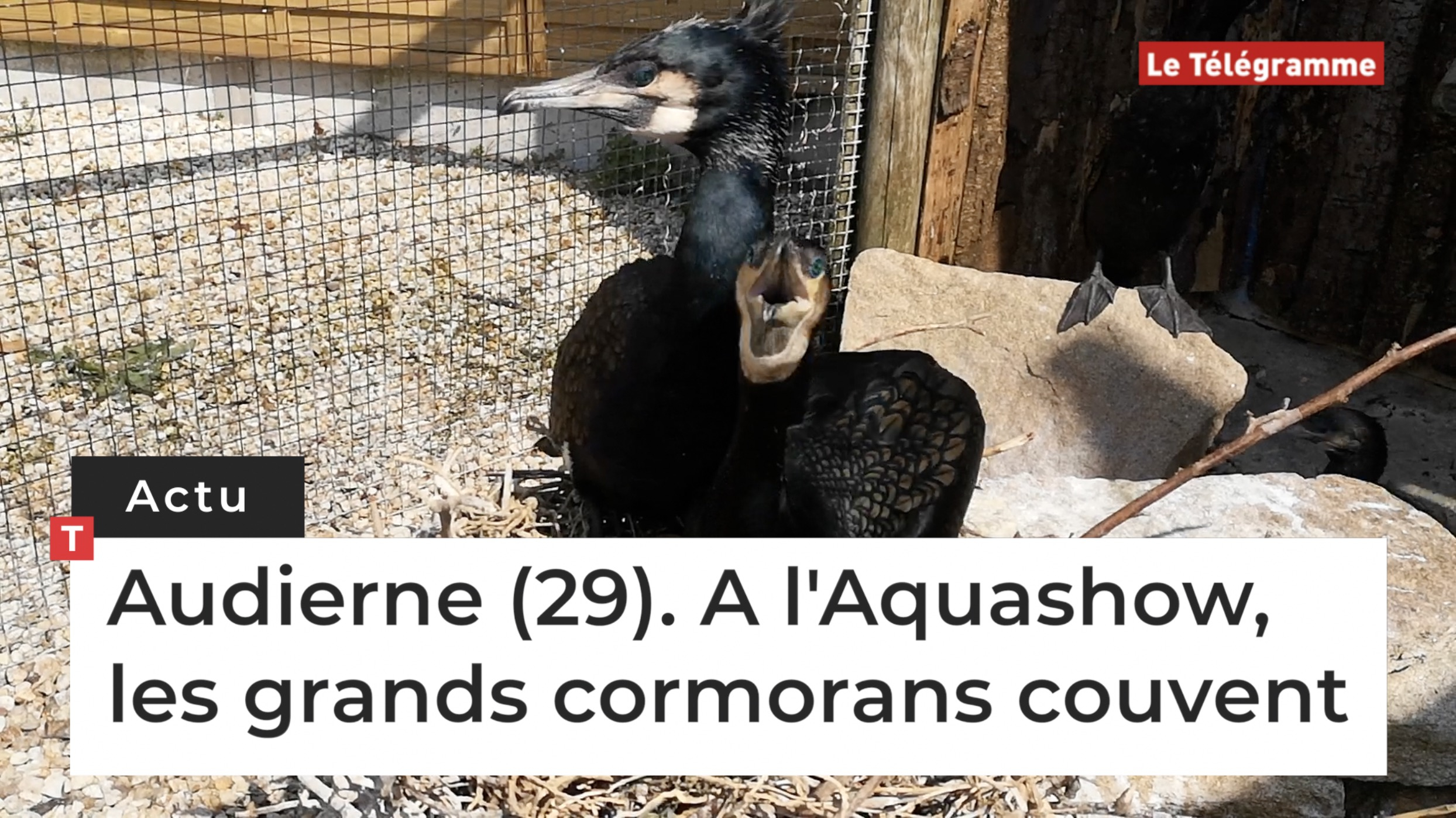 Audierne (29). A l'Aquashow, les grands cormorans couvent (Le Télégramme)