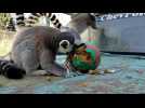 Chilean zoo animals hunt Easter eggs