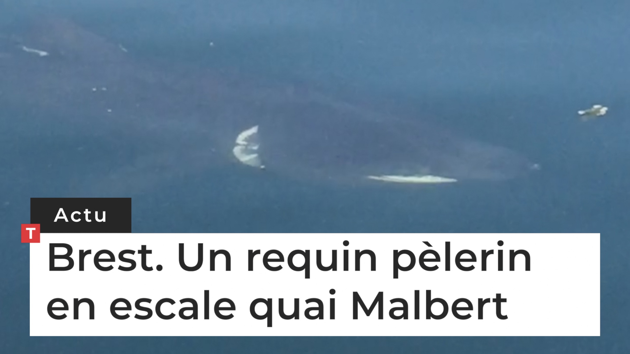 Brest. Un requin pèlerin en escale quai Malbert (Le Télégramme)