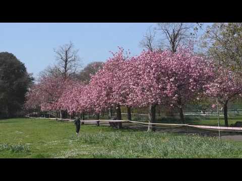 Cherry blossoms in London while population remains confined