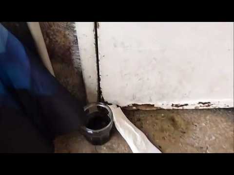 Besançon : des cafards envahissent une résidence