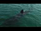 Basking shark enjoys peace of confinement to swim in Brest harbour