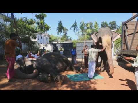 Buddhist monks in Sri Lanka perform oil ritual on elephants