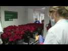 Florists donate 5,000 roses to hospital in Barcelona