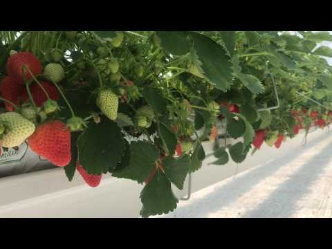 Production de fraises à la ferme Boutin à Hermaville