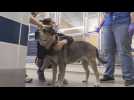 Miami's animal shelter encourages responsible adoption during pandemic